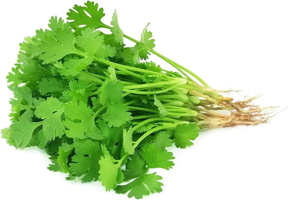 Fresh Coriander Leaves ( Dhaniya Patta)